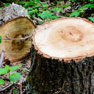 Grand Rapids Tree Removal