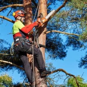 Grand Rapids Tree Maintenance