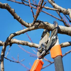 Grand Rapids Tree Pruning